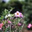 YASHICA YASHINON-DX 45MM.F1.7 FOR SONY E MOUNT
