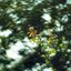 16KP-50MM.F1.2 MODIFLY E MOUNT