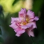 MINOLTA AUTO ROKKOR-PF 55MM.F1.8 MD MOUNT