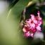 KONICA HEXANON 135MM. F3.5 AR MOUNT