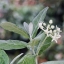CANON LENS FD 135MM.F3.5S.C FD MOUNT