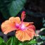 CANON LENS EX 35MM.F3.5 MODIFIED M39 MOUNT