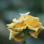 SMC PENTAX-M 200MM.F4 PK MOUNT