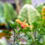 CANON LENS FL 50MM.F1.4