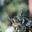 SUPER-TAKUMAR 135MM.F3.5 M42 MOUNT