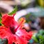 CANON SUPER-CANOMATIC LENS R 50MM.F1.8 FL MOUNT