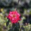 NIKON AF NIKKOR 28-85MM.F3.3-4.5 MACRO NIKON AIS MOUNT