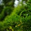KONICA HEXANON 45MM.F1.6 MODIFIED M39 MOUNT