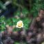 AUTO CHINON 55MM.F1.4 M42 MOUNT