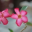 AUTO YASHINON -DX 50MM.F2 M42