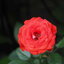 SMC PENTAX-M MACRO 50mm.f4 PK MOUNT
