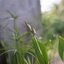 MINOLTA ROKKOR-PF 45MM.F1.8 MODIFIED SONY E MOUNT