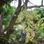 CANON LENS FL 50MM.F1.4 FL MOUNT