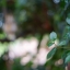 MAMIYA-SEKOR F.C 48MM. F1.9 MODIFLY SONY NEX MOUNT