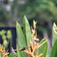 TAKUMAR 105MM.F2.8 M42 MOUNT