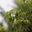 CANON FL LENS 200MM.F4.5 FL MOUNT