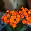 KYOCERA LENS AF 35-70MM.F3.3-4.5 MACRO EOS MOUNT