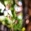 FUJINON 55MM.F2.2 M42 MOUNT