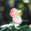 CANON LENS FD 50MM.F2 FD MOUNT