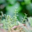NIKKOR -S Auto 50MM.F1.4 NON Ai MOUNT