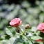 NIKON NIKKOR-S Auto 35MM.F2.8 NON AI MOUNT