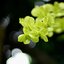 NIKON NIKKOR 50MM.F1.4 AI MOUNT