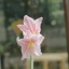 MINOLTA AF ZOOM 24-85MM.F3.5(22)-4.5 SONY A MOUNT