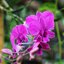 FUJI FUJINON-EP 50MM.F3.5 MODIFIED M4/3 MOUNT