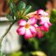 NIKON NIKKOR 50MM.F1.8 NIKON AIS MOUNT