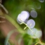 AUTO CHINON 55MM.F1.4(TOMIOKA)