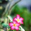 MINOLTA MD ROKKOR 50MM.F1.7 MD MOUNT