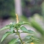 SIGMA ZOOM-MASTER 35-70MM.F2.8-4 MULTI COATED MACRO OM MOUNT