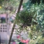 KOWA SUPER PROMINAR-16 50MM.F1.5 M39 MOUNT