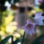 MAMIYA-SEKOR F.C 48MM. F1.9 MODIFLY SONY NEX MOUNT