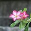 VIVITAR SERIES 1 70-210MM.F3.5 MACRO FOCUSING AUTO ZOOM M42 MOUNT
