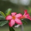 MINOLTA MC-ROKKOR-PG 50MM.F1.4 MD MOUNT