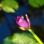 SIGMA ZOOM MASTER 35-70MM.F2.8-4 MC MD MOUNT