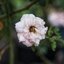 RMC TOKINA II 28-70MM. F3.5-4.5 MACRO NIKON AIS MOUNT