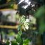 YASHICA YASHINON-DX 45MM.F1.7 FOR SONY E MOUNT