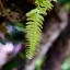 SMC PENTAX-M 50MM.F1.4 PK MOUNT