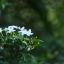 MINOLTA MC TELE ROKKOR-PF 135MM.F2.8 MD MOUNT