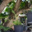 CANON LENS SH 28MM.F2.8 MODIFY E MOUNT