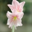 MINOLTA AF ZOOM 70-210MM.F4(22) MACRO SONY A MOUNT