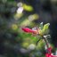 MAMIYA-SEKOR E 50MM.F1.7 MODIFIED M42 MOUNT