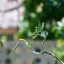VIVITAR 75-205MM.F3.8 MACRO FOCUSING ZOOM FD MOUNT