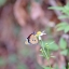 Vivitar 135mm F2.8 Auto Telephoto Mount M42