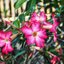 TOKINA AF SD 28-70MM.F3.5-4.5 MACRO PK MOUNT