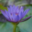 SMC PENTAX-M MACRO 50mm.f4 PK MOUNT