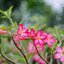 NIKON AF NIKKOR 50MM.F1.4D AIS MOUNT(NO.4)