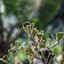 CANON LENS 40MM.F1.9(RF Coupling) MODIFIED M39 MOUNT
